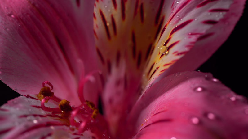 Epilobium Fleischeri Extract